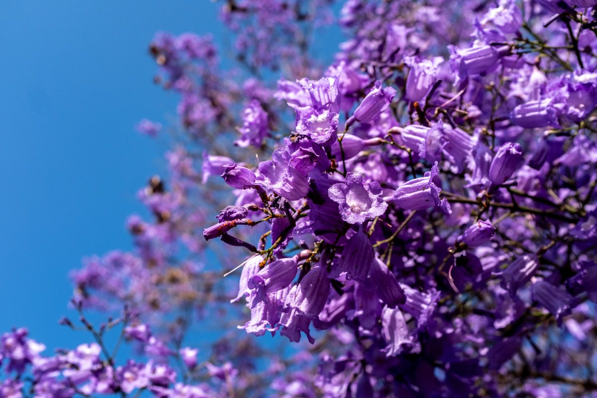 Asir in Bloom