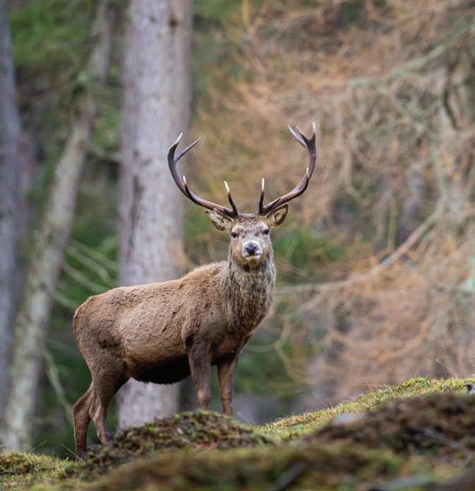 Cairngorms National Park