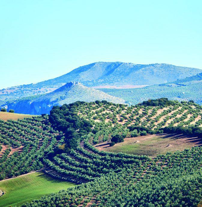 Andalusian Olive Estate Visit