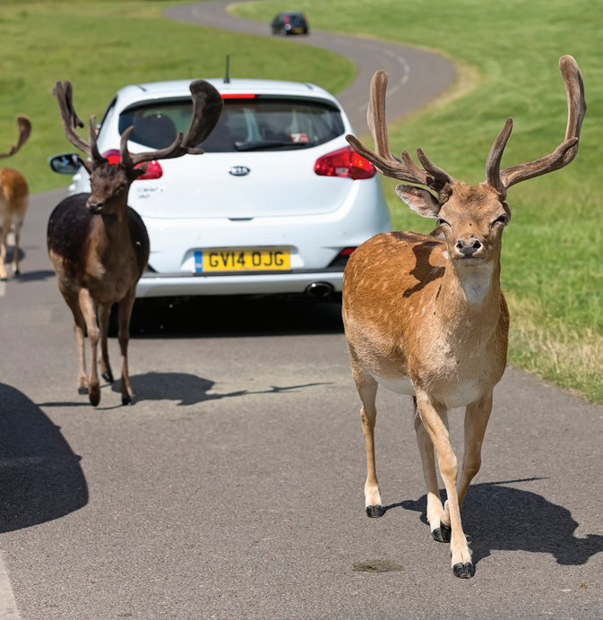 Longleat Safari and Adventure Park, Wiltshire