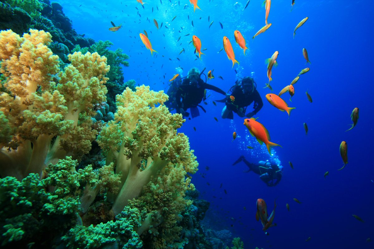 Ultimate Red Sea Diving Experience