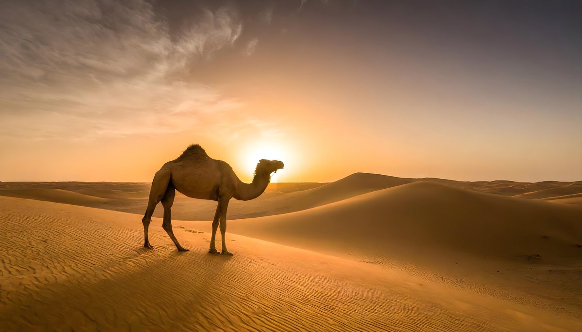 The Stunning Empty Quarter Desert Safari Tour