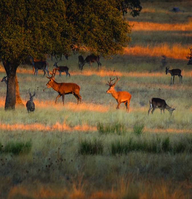 Monfrague National Park